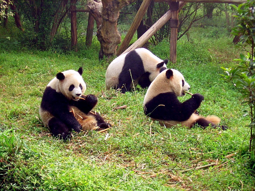 Giant panda eating bamboo at the Chengdu base